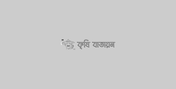 হাওরে ধানের ঝুঁকি কমাতে আগাম জাতের ধানের চাষে গুরুত্ব দেয়া হচ্ছে: কৃষিমন্ত্রী