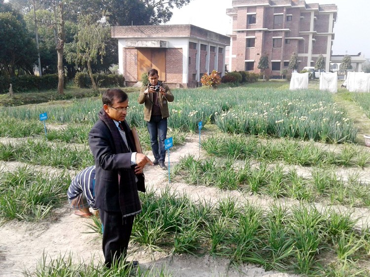 পেঁয়াজের বিকল্প ‌‘চিভ-১’ উদ্ভাবন করলেন দেশের বিজ্ঞানীরা!