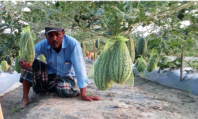 বারমাসি তরমুজ চাষে ভাণ্ডারিয়ার কৃষক আবু বকরের সাফল্য