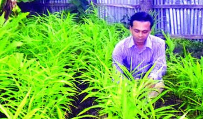 ভোলার মনপুরায় জিরা চাষে কৃষকের সাফল্য