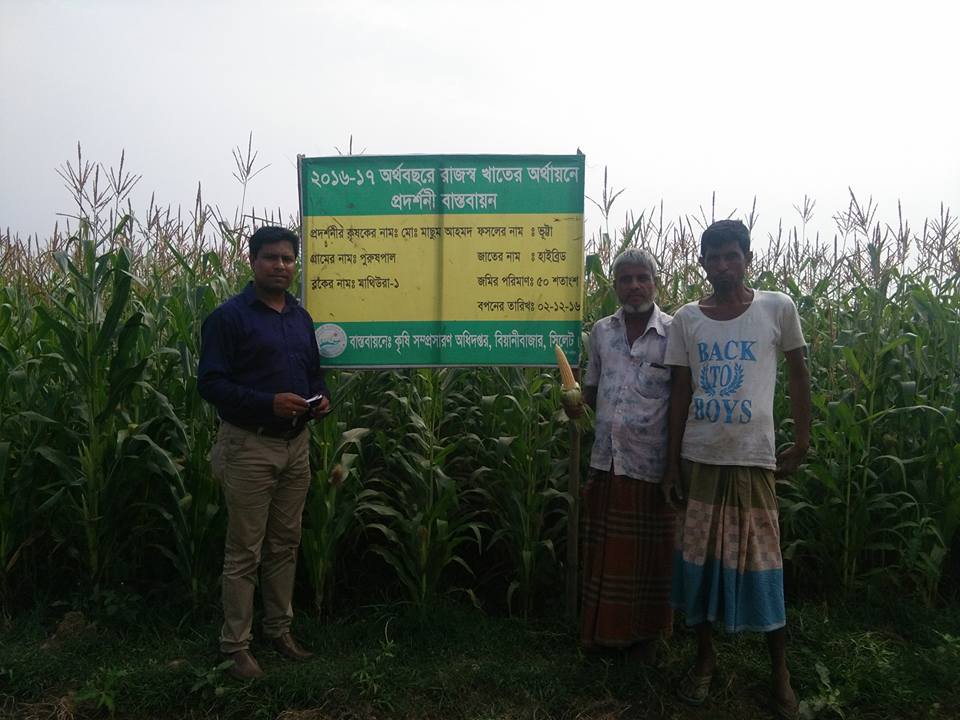 বিয়ানীবাজার উপজেলায় ভূট্টা চাষের উজ্জ্বল সম্ভাবনা