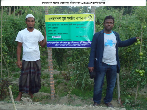 বিষমুক্ত  টমেটো চাষাবাদ