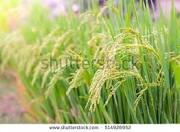 ব্রি ধান ৪৯ রোপা আমনে বআির ১১ এর বকিল্প উফশী জাত(ব্রি ধান ৪৯ যার চাল নাইজারশাইলরে মতো)