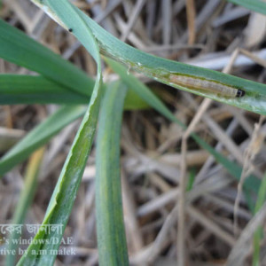 রসুনের পাতামোড়ানো পোকা