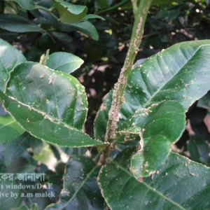 লেবুর স্ক্যাব বা দাদ রোগ