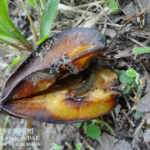 কামরাঙ্গার ফল ছিদ্রকারি পোকা