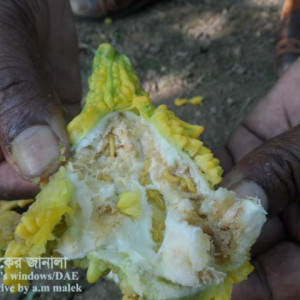 করলার মাছি পোকা