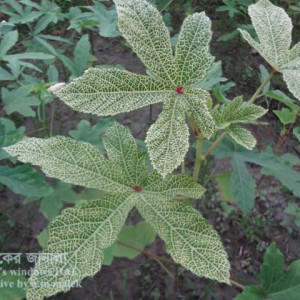 Aristarchus Venes soch turmagi