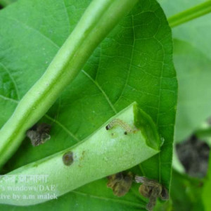 ঝাড়শিমের ফলছিদ্রকারী পোকা