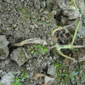 খিরার নেতিয়ে পড়া রোগ