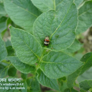 আলুর ফ্লি বিটল