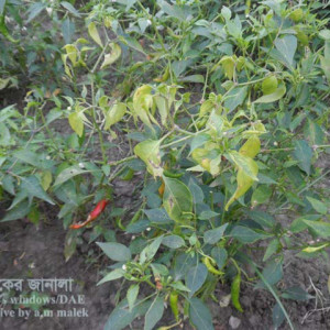 Homilador ayol bilan gozal va nozik jinsiy aloqa