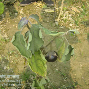 বেগুনের ঢলেপড়া রোগ
