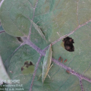 বেগুনের ঘাস ফড়িং