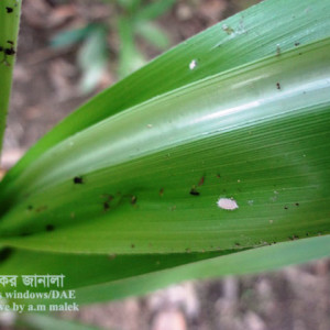 আখের ছাতরা পোকা